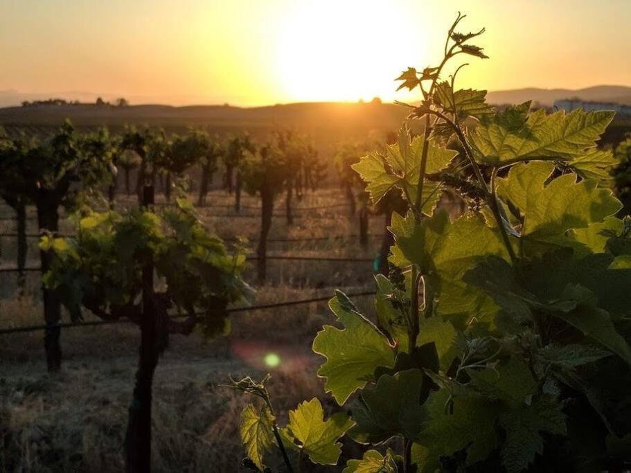 The Vineyard Farmhouse Villa El Paso de Robles Buitenkant foto